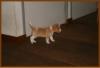 16  juni 2009