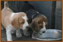 23 juni 2009
